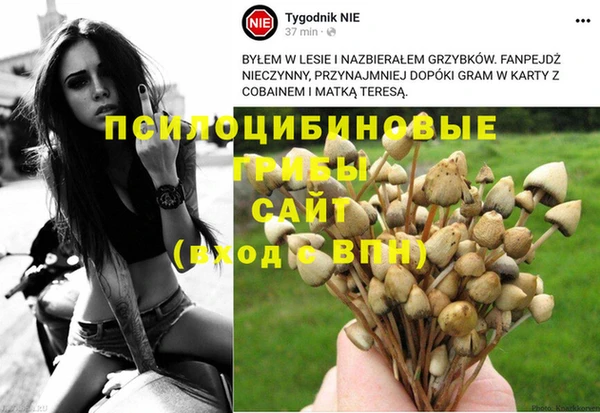 PSILOCYBIN Бугульма