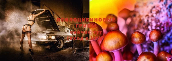 дурь Бородино